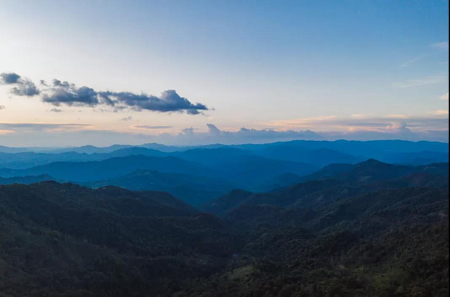 岁月知味易武茶