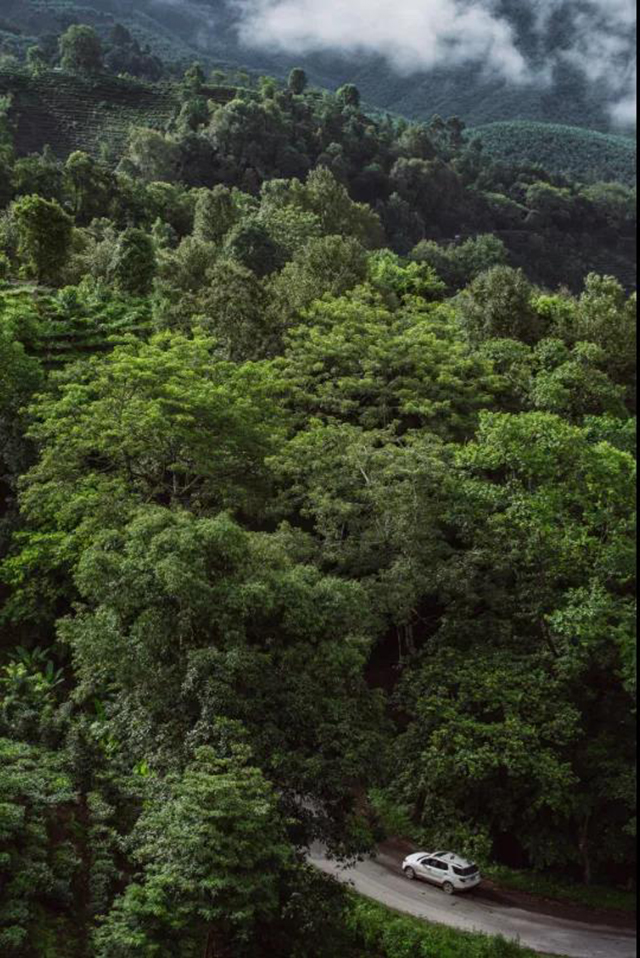 岁月知味易武茶