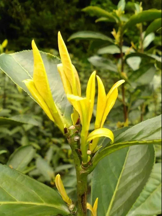 龙游黄茶著名品牌虔龙黄茶