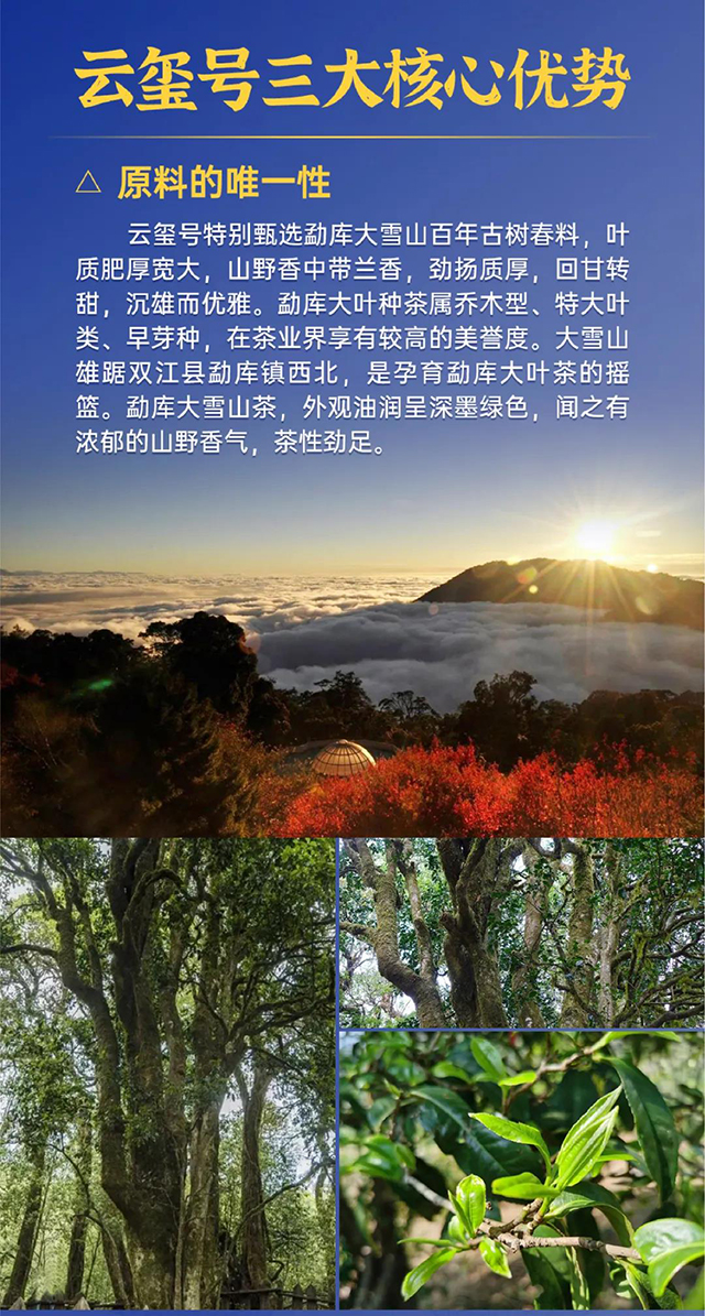 龙润茶第四代大师茶云玺号