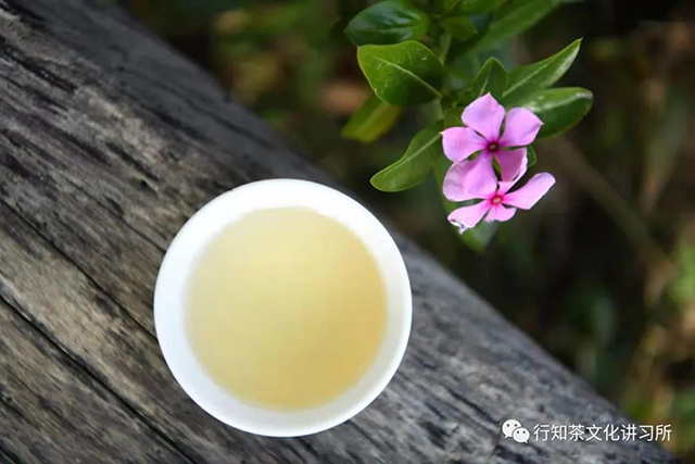 老曼峨茶树王寻访记