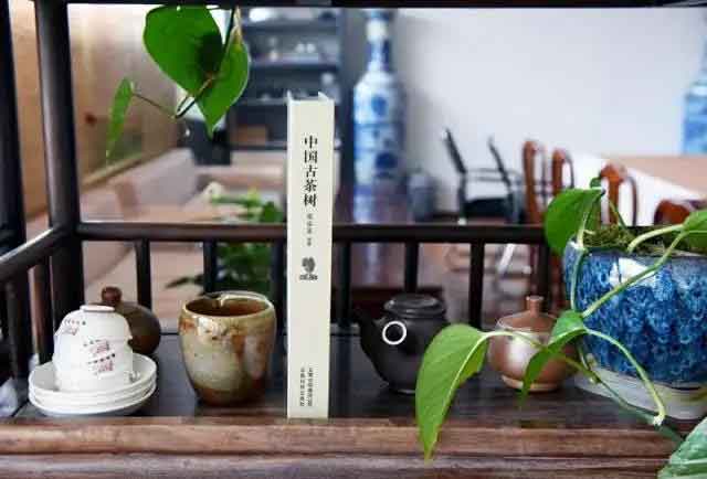 虞富莲中国古茶树
