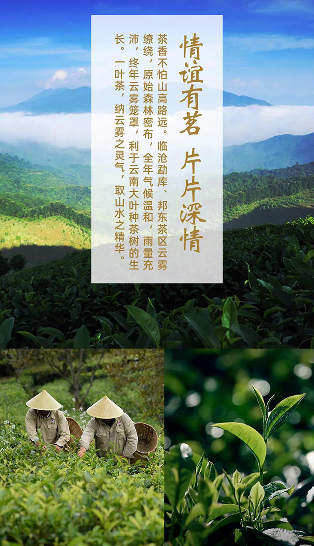 云南龙润茶业大吉大利