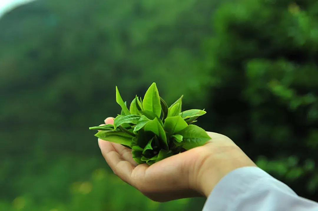 冰岛老班章昔归薄荷塘高端古树普洱茶品赏会