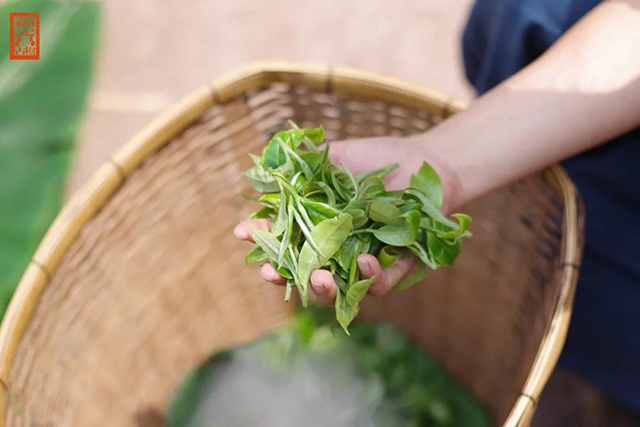 福元昌曼松普洱茶