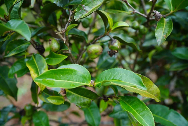 福海茶厂班章有机茶