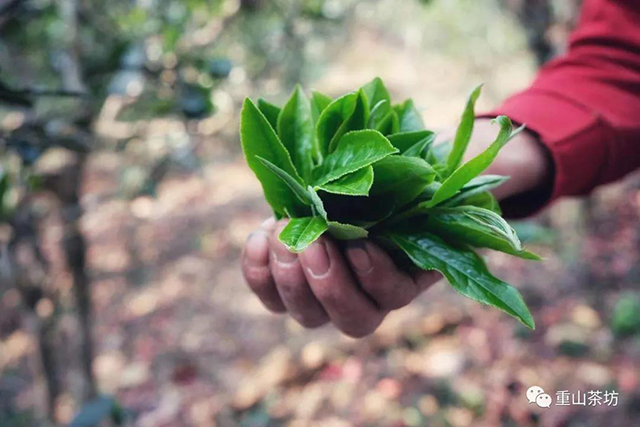 重山茶坊制茶日记