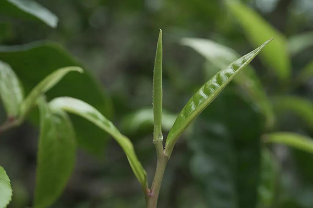 六大茶山高枕无忧砖茶熟茶