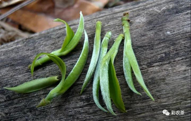 彩农茶曼松贡茶雀嘴茶