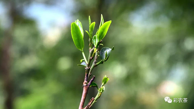 彩农茶曼松贡茶雀嘴茶