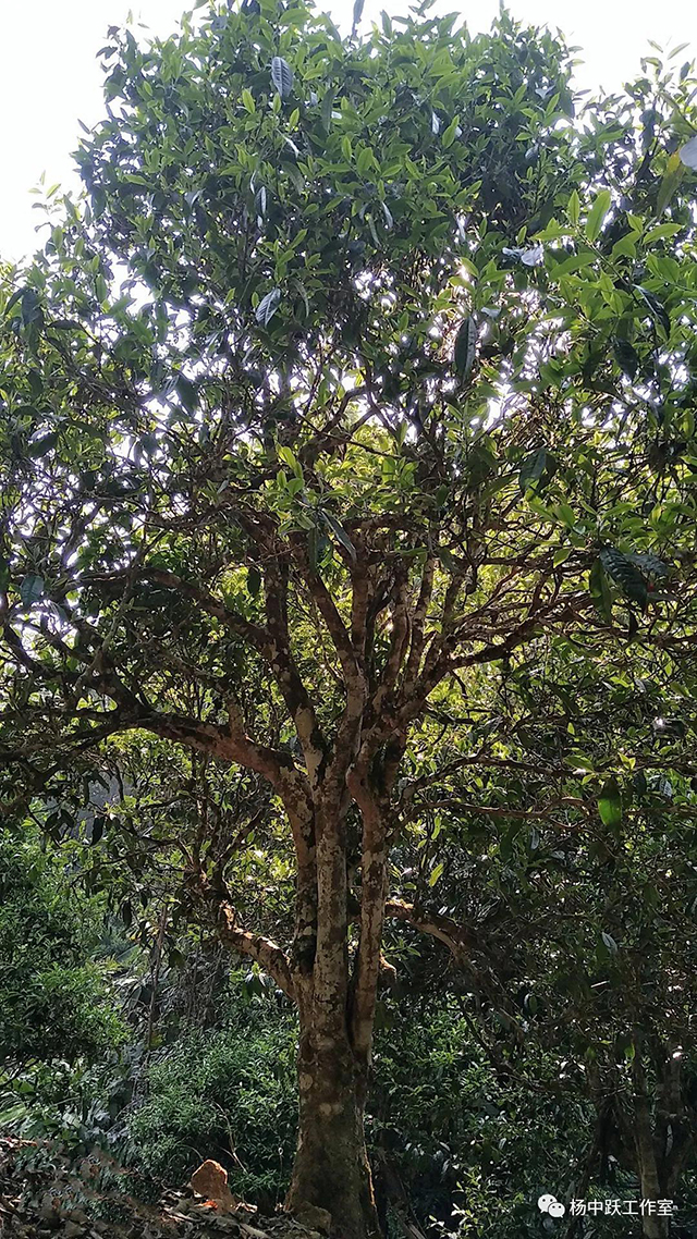 勐海茶区古树茶