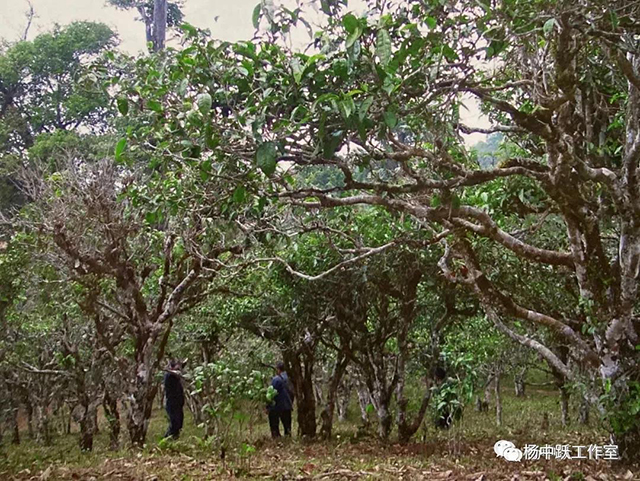 勐海茶区古树茶