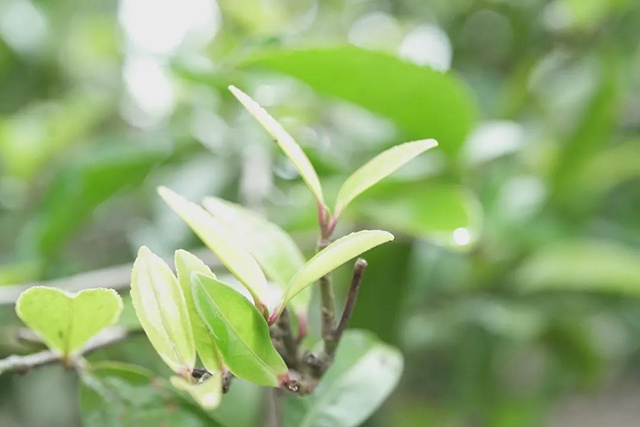 六大茶山百年大业普洱茶