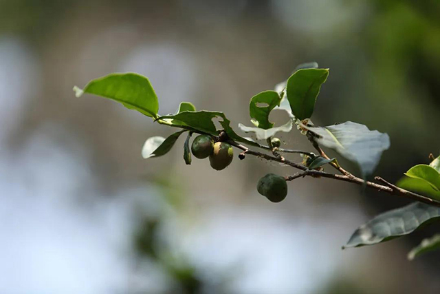 岁月知味易武茶