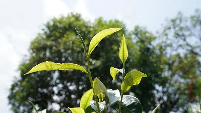 六大茶山普洱茶三部曲