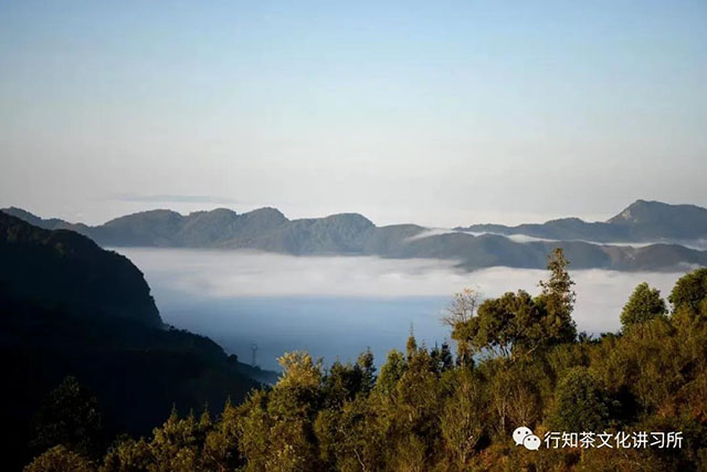 易武正山茶树王寻访记