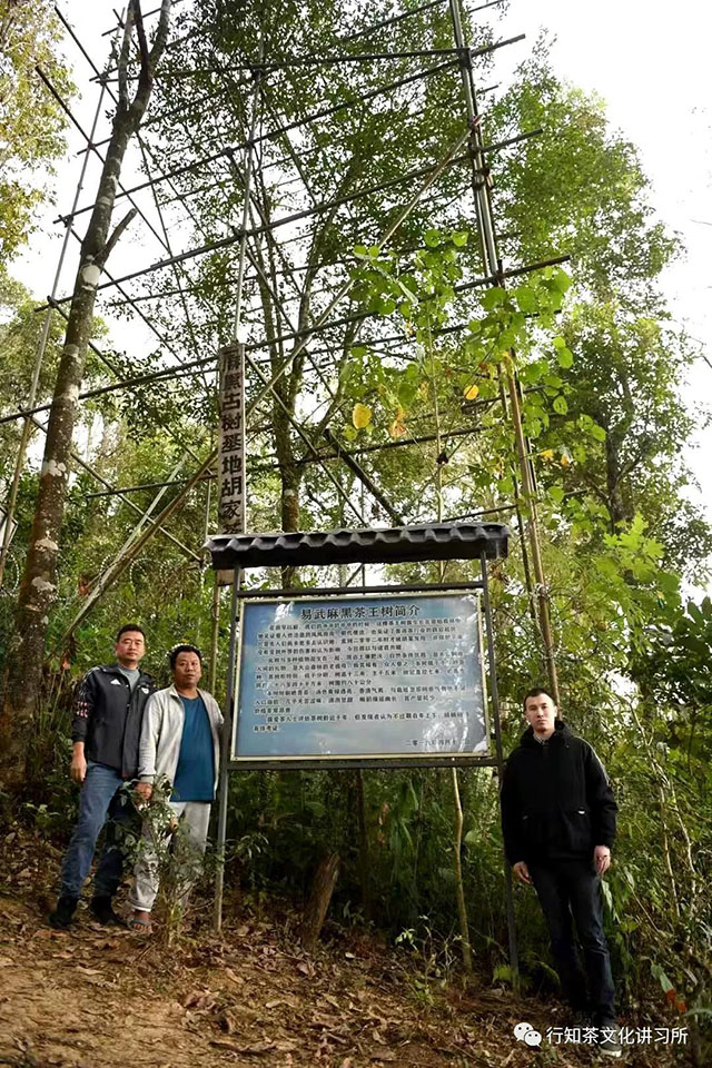 易武正山茶树王寻访记