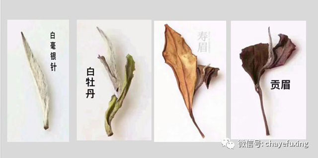 危赛明中国白茶史
