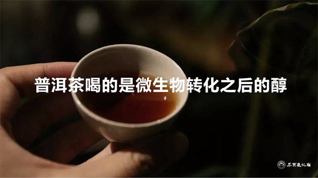 茶叶进化论