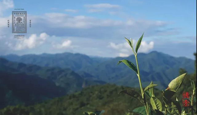 福元昌传芳青砖普洱茶