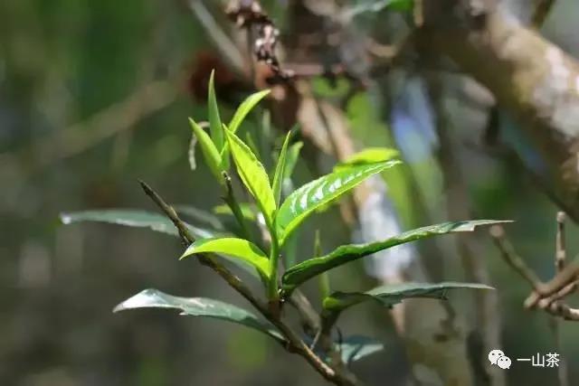 南耨山石头老寨越陈越香