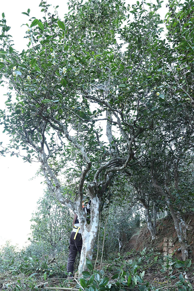 彤掌柜勐麻河普洱茶