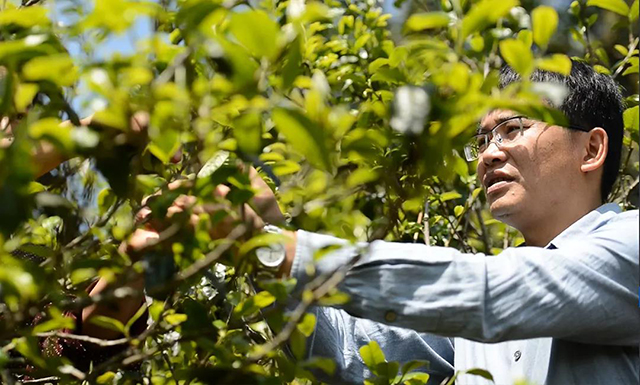 勐库戎氏戎茶学堂