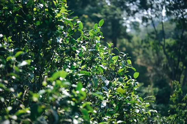 岁月知味易武茶