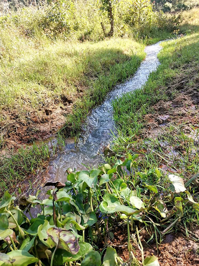 南糯山拔玛茶普洱茶