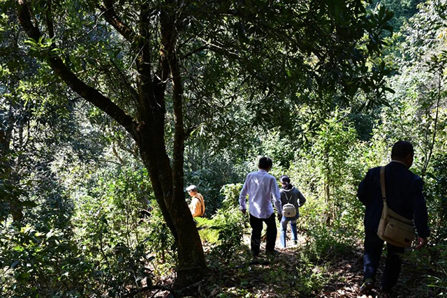 南糯山拔玛茶普洱茶