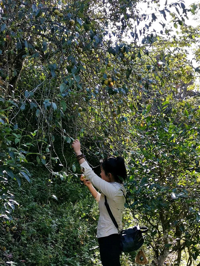 南糯山拔玛茶普洱茶