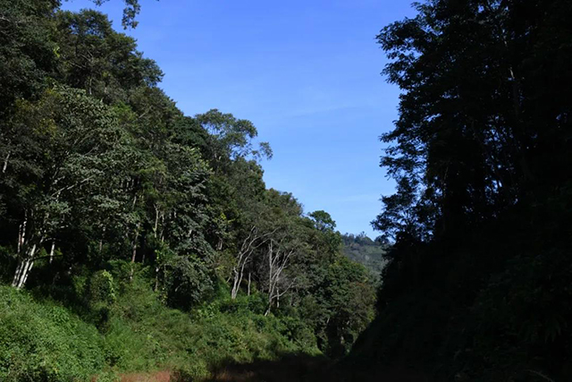 南糯山普洱茶