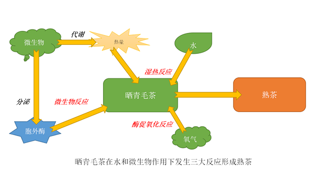 南糯山普洱茶