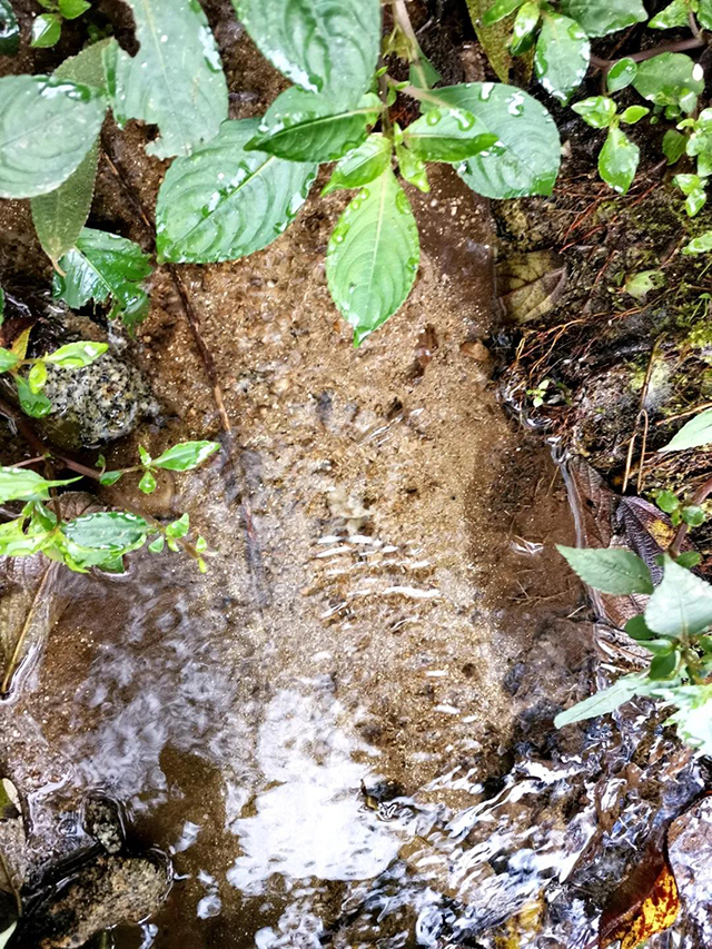 南糯山出戈河溪流