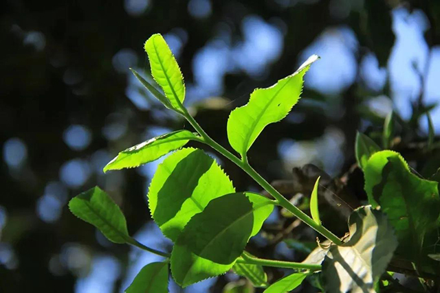 普洱茶三部曲之三普洱茶再发现