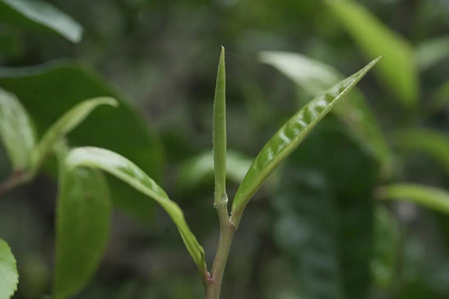 六大茶山春节茶礼