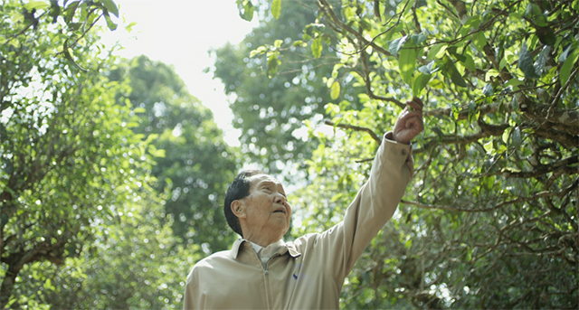 老同志限量版牛年生肖纪念茶