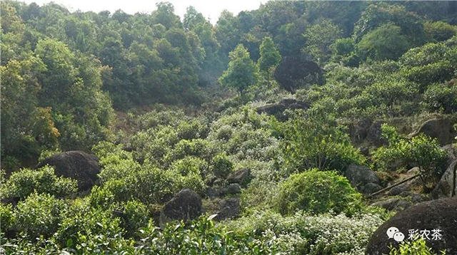 彩农茶老岩砖普洱茶