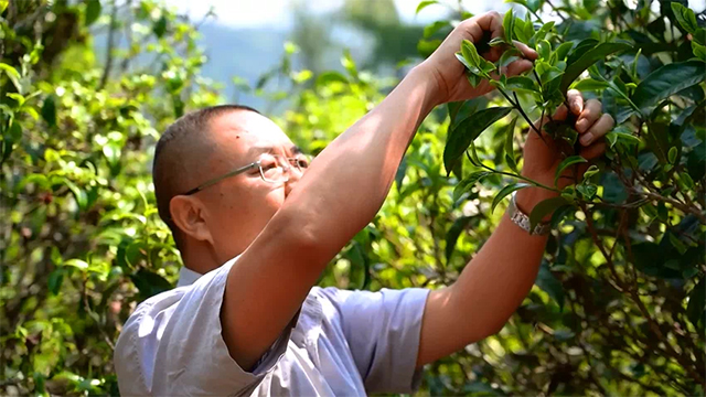 中吉号茶业