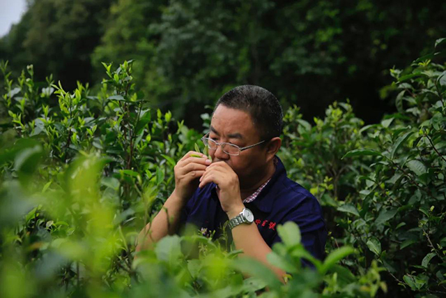 中吉号茶业