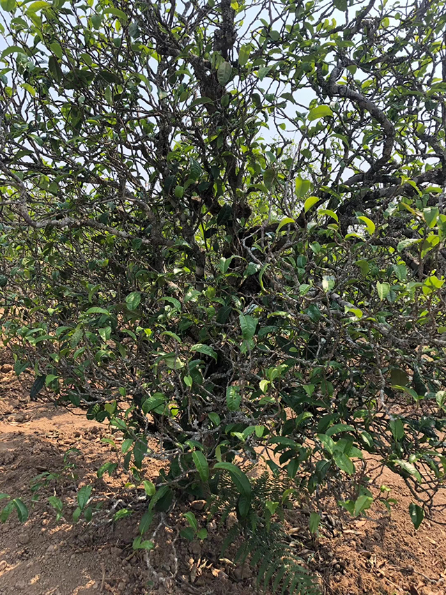 梅子箐茶山