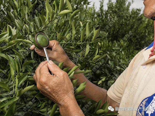 新会陈皮品牌
