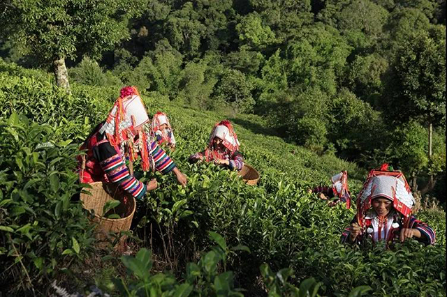 中国普洱茶第一县