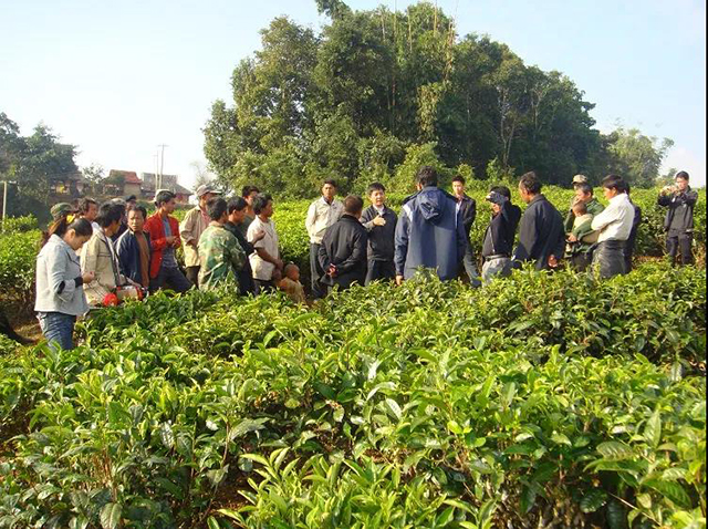 中国普洱茶第一县