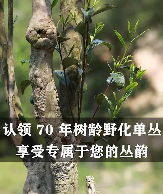 炜业单丛茶树认领计划正式启动