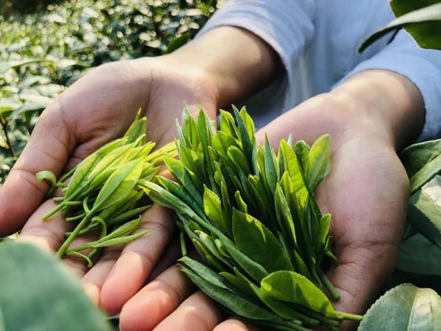 一如茶香茶之迷误