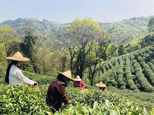 一如茶香茶之迷误