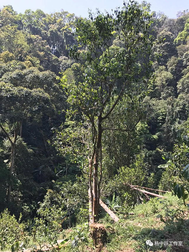 易武普洱茶