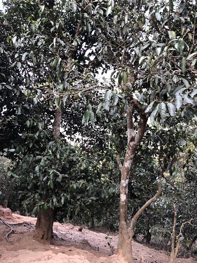 帕沙古茶山古茶园