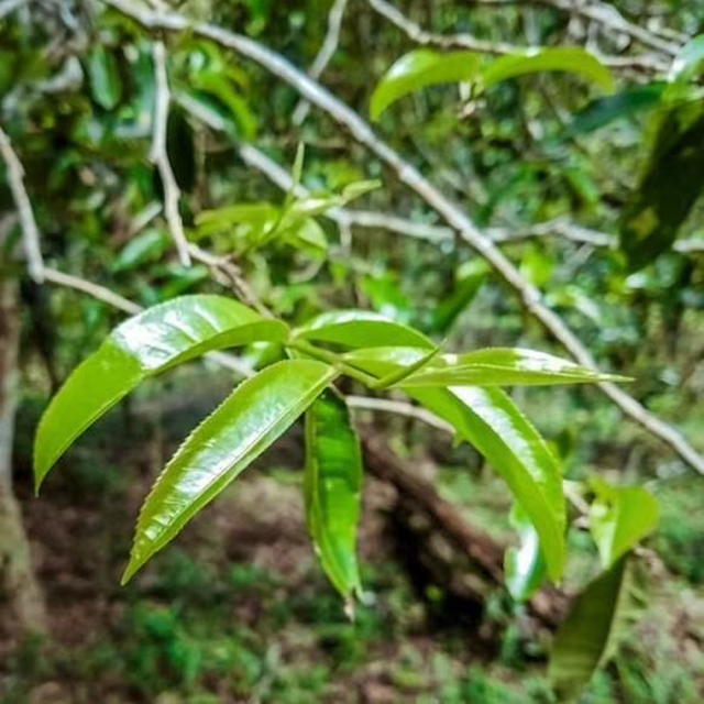 薄荷塘普洱茶鲜叶